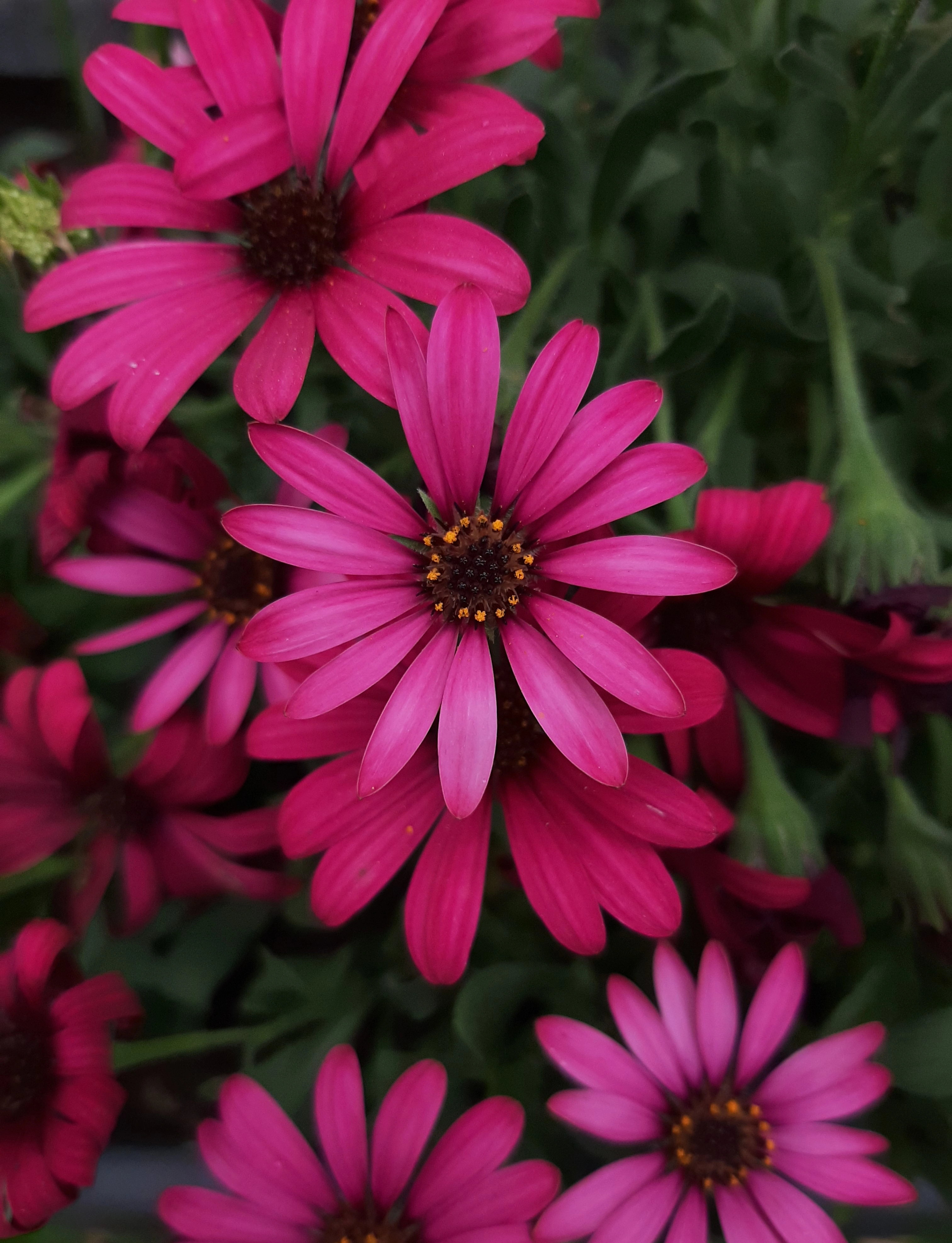 Roze Spaanse Margriet bloemen
